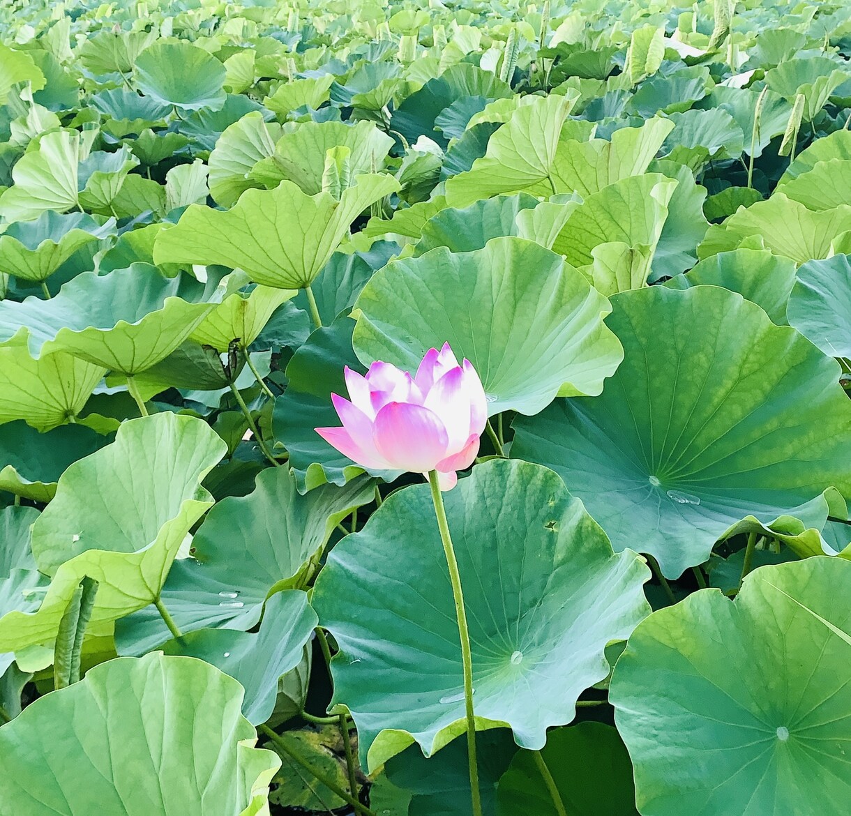 龍神 KUKAIがあなたのお悩み伺います 泣きたいスッキリしたい方。密かな心の内を誰かに話したい方。 イメージ3