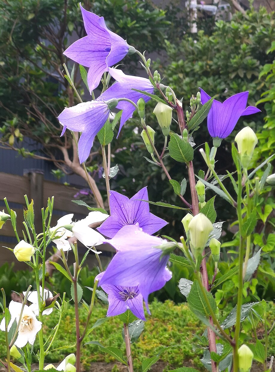 花の写真を提供します 青空や田舎の空気もお届け! 現在70枚、少しずつ増えます。 イメージ9