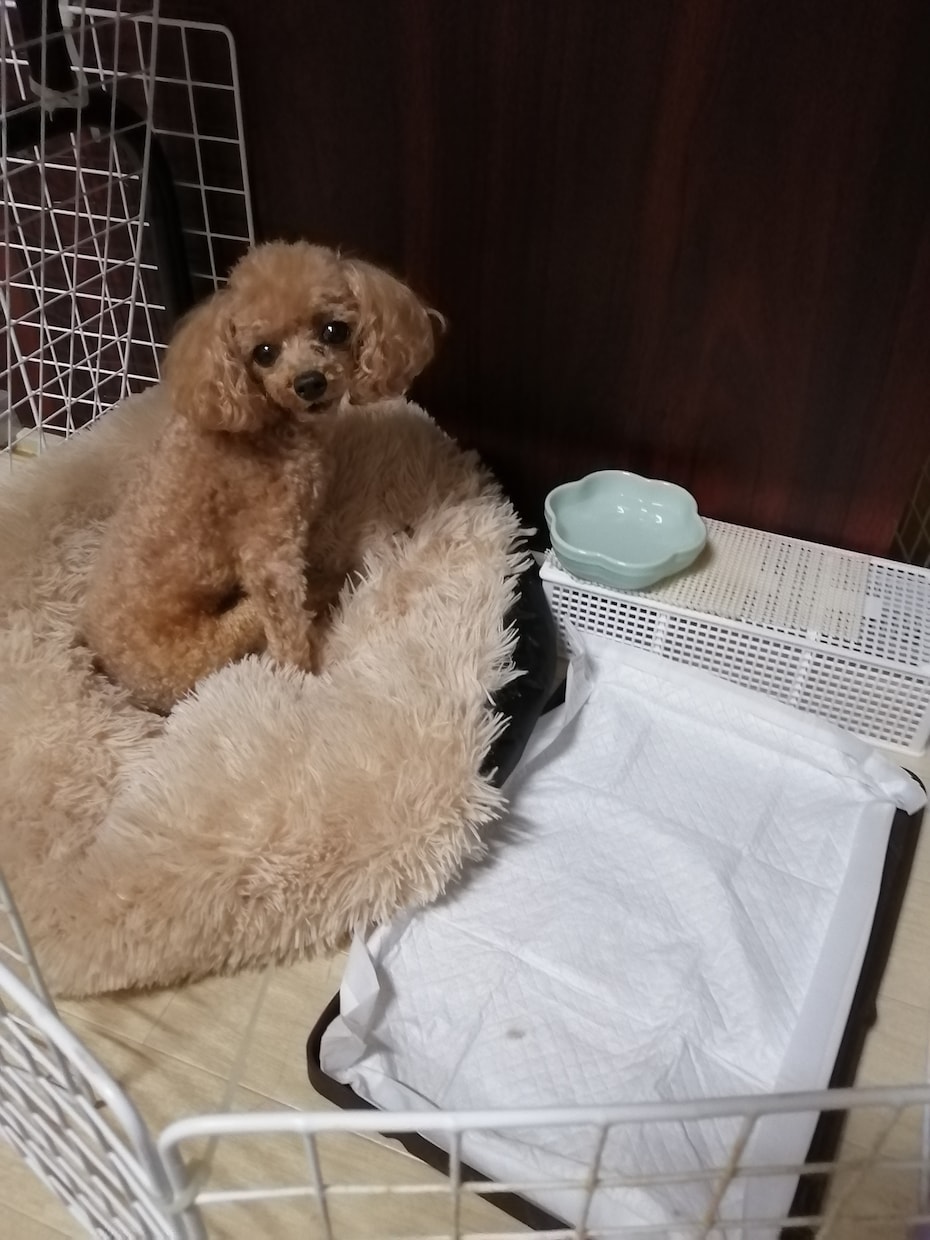 犬に関するご相談。甘噛みやトイレのしつけ等々。ます 犬を飼う前に犬も飼い主も不幸にならないために知っておきたい。 イメージ10