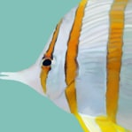動物のイラスト描きます 写真をもとに動物のリアル寄りのイラストを描きます！ イメージ2