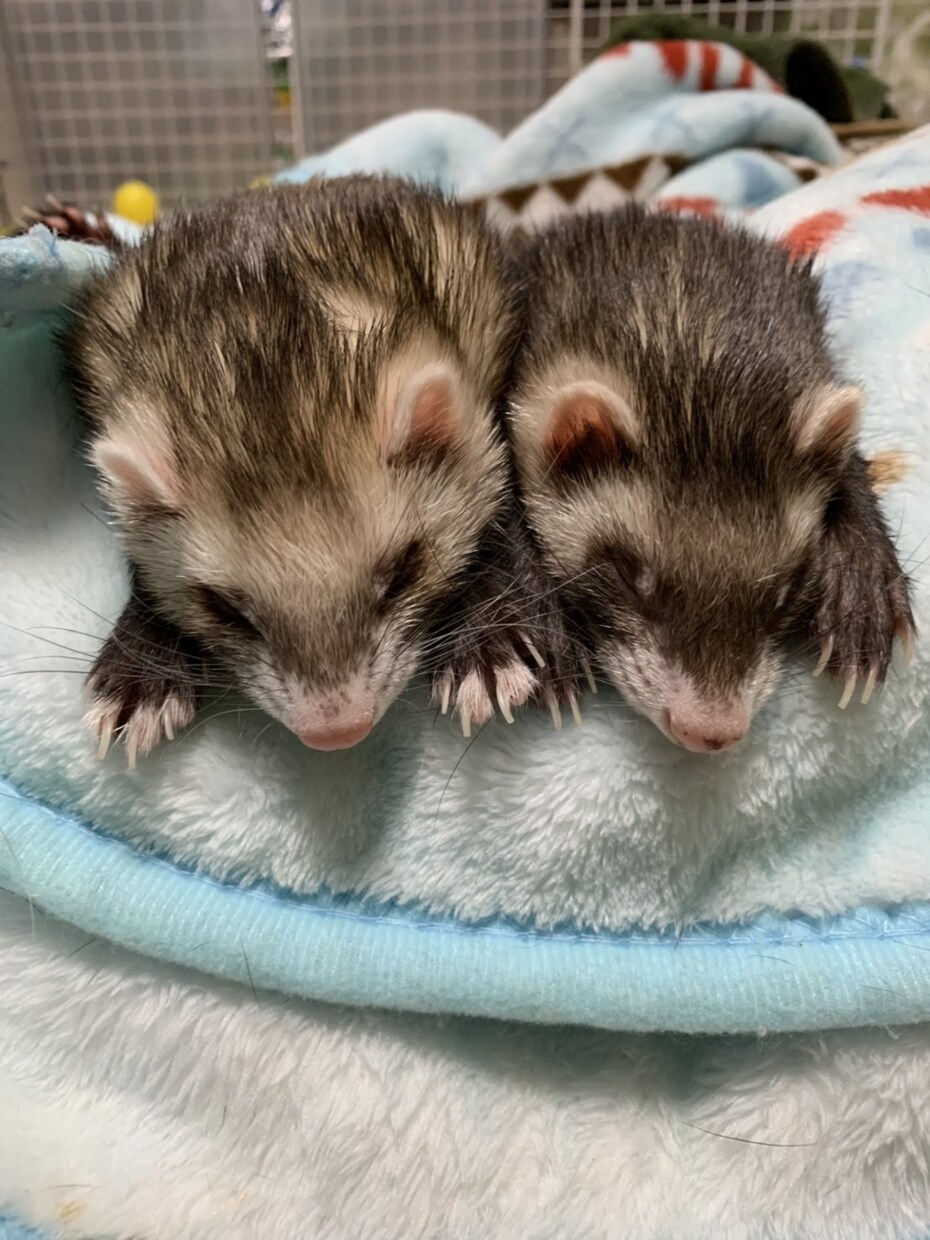 フェレットの飼い方、病気、悩み相談等受け付けます 5匹のフェレットを飼育してきた経験を生かし悩みを解決します！ イメージ3