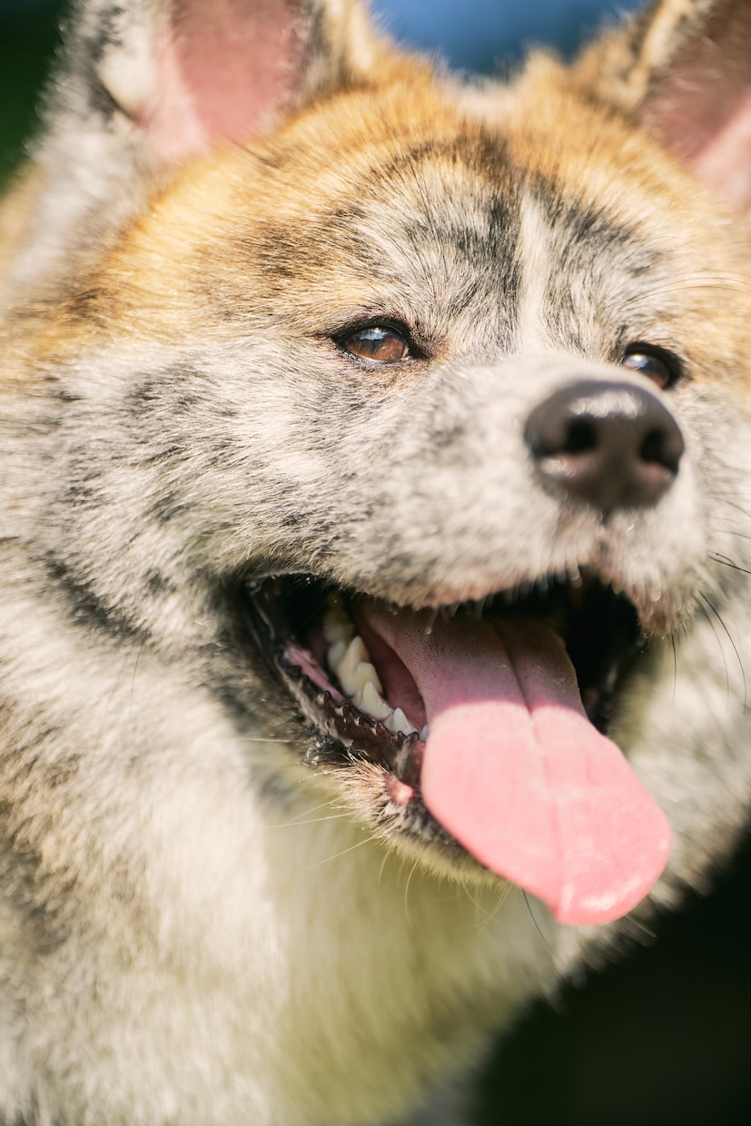 一生の宝物になるペット写真撮ります 元動物看護師が撮るペットの出張撮影 イメージ4