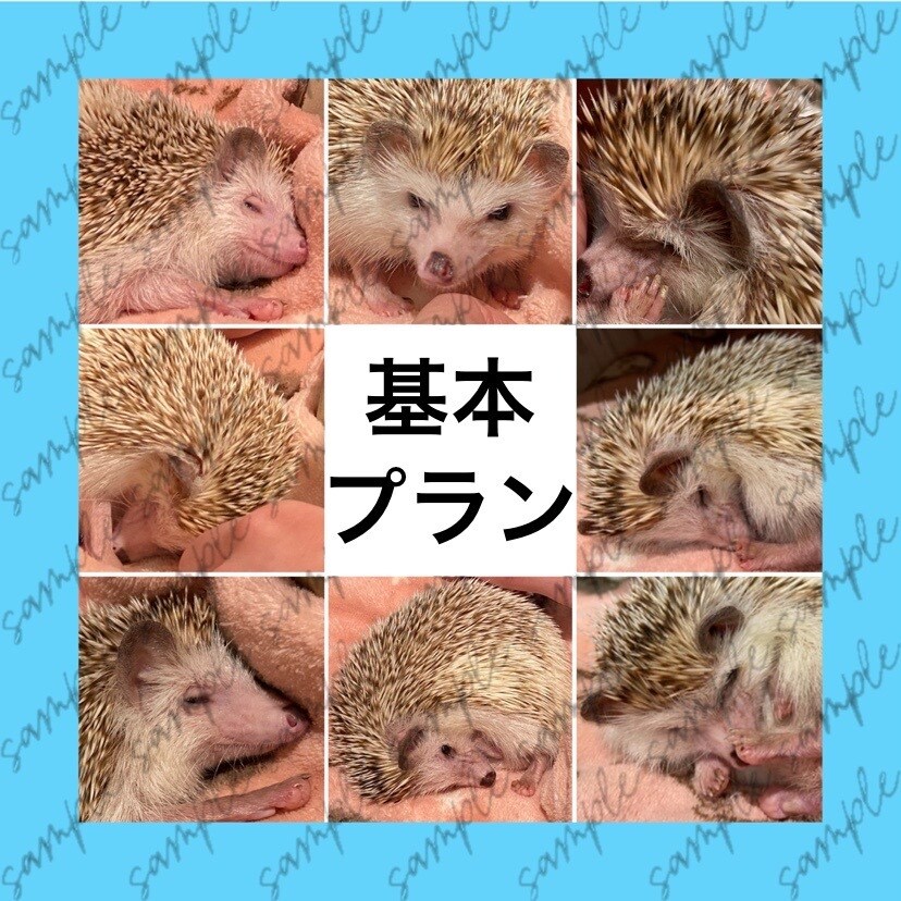 複数の写真を１枚にまとめてレイアウトします 日常／商品紹介／告知／推し活など用途に合わせ幅広く対応します イメージ3
