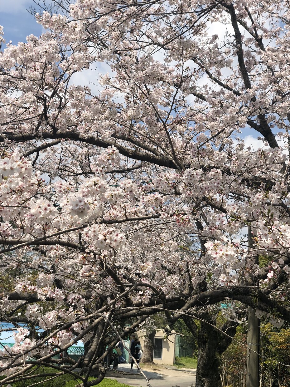 お子さんが居る方子育てに悩みがある方お助けします 男女計5人の子供を育てた独自の子育て法教えます イメージ1