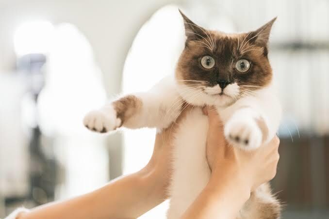 元ペットショップ店員が猫ちゃん飼育の相談にのります 些細なお悩みなんでも解決します! イメージ3