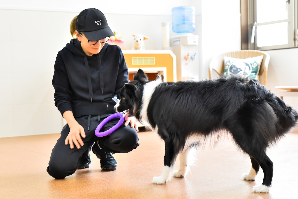 ワンちゃんの相談全般（個人の方向け）受けます ドッグトレーナー&出張トリマー酒匂優海@犬ユウが答えます！ イメージ2
