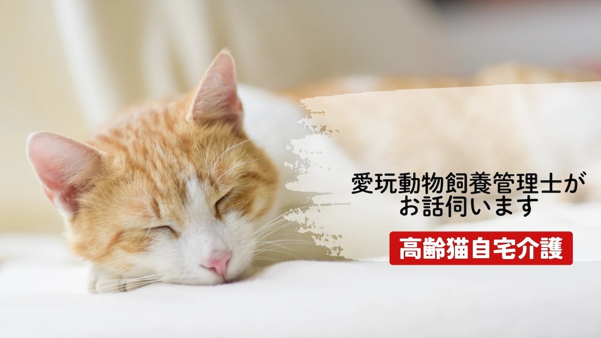 高齢猫の介護のお悩み、ご相談お受けします ​20年の猫飼育経験と専門知識であなたの不安に寄り添います イメージ1