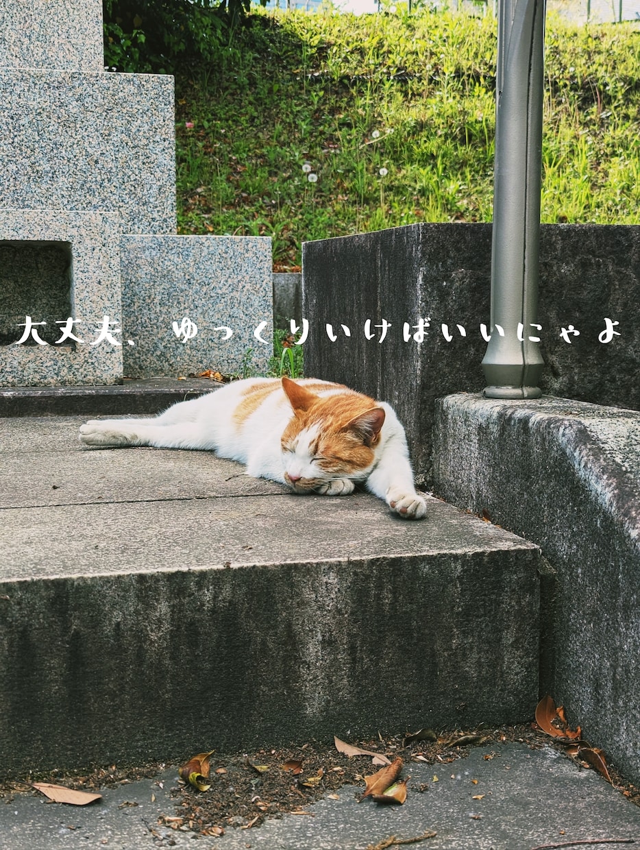 にゃんこから癒しのタロットメッセージをお送りします つらい時、そっと背中を押してくれる“にゃんこからの贈り物” イメージ2