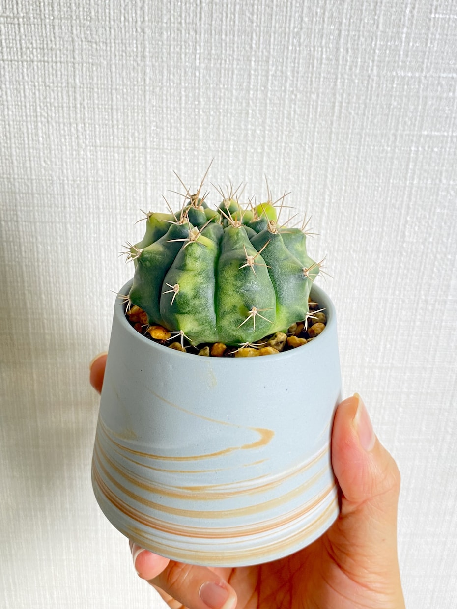 ガチ園芸店員がお家の植物のお悩み解決します 園芸店勤務の経験を活かして、観葉植物の相談に乗ります！ イメージ4