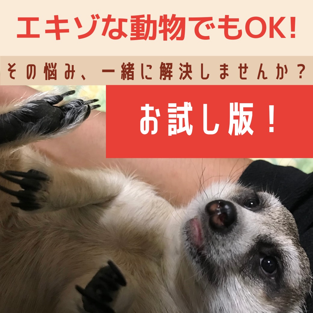1日1名限定！　特殊ペットの飼育相談何でも受けます こちらの商品はお試し版になります！ イメージ1