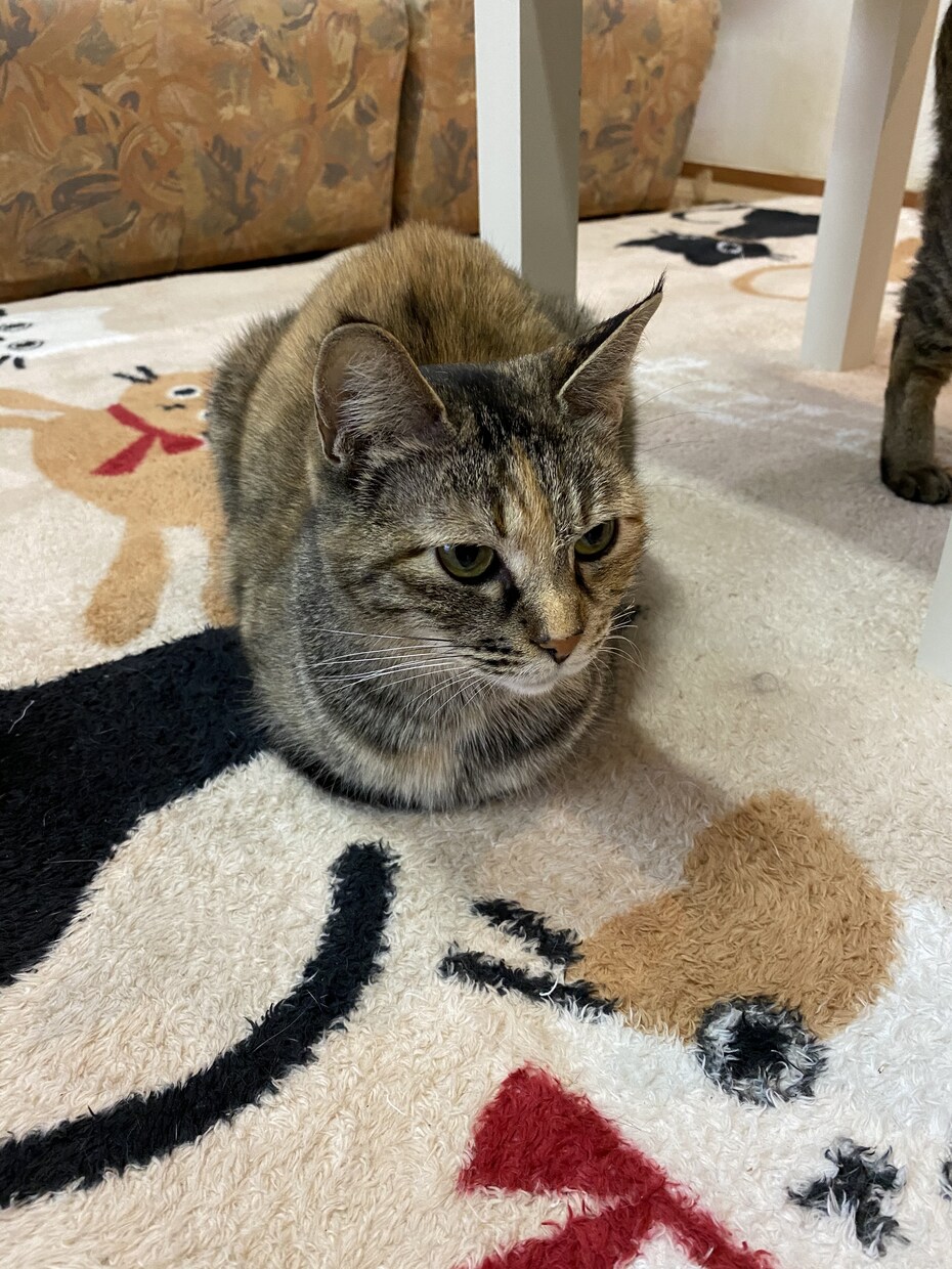 あなたのお話を聞きます どんなお話でも、5分でも聞きます！ イメージ1