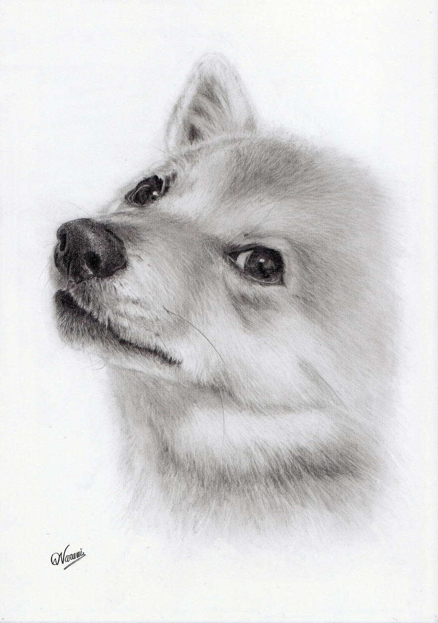 ペット・動物の【鉛筆画】を作成します 犬猫小鳥うさぎなど、プレゼントやご自宅用に。 イメージ5