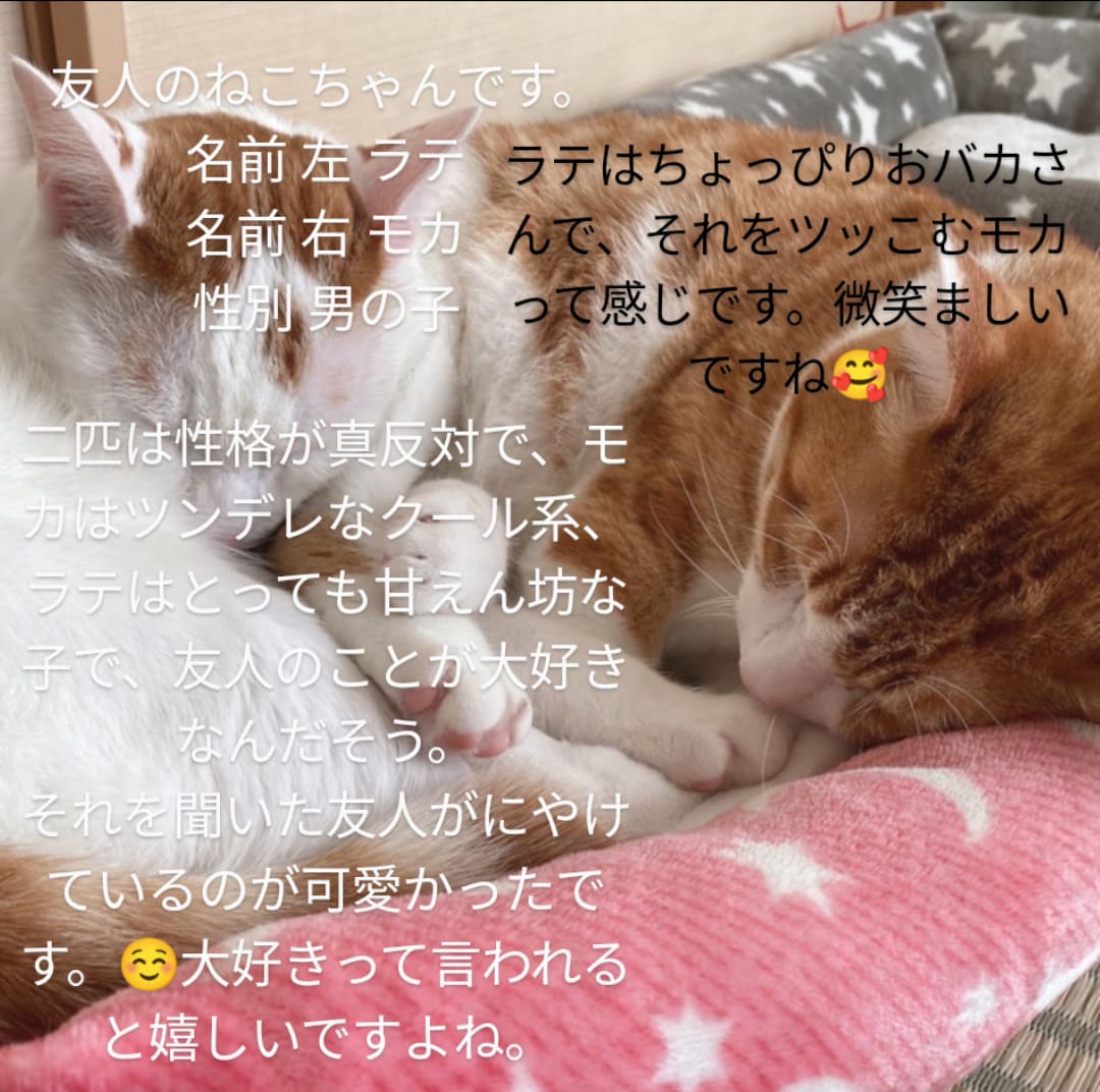 動物さんのお話を翻訳してお伝えします その質問、翻訳します！！理解することで深まる絆 イメージ4