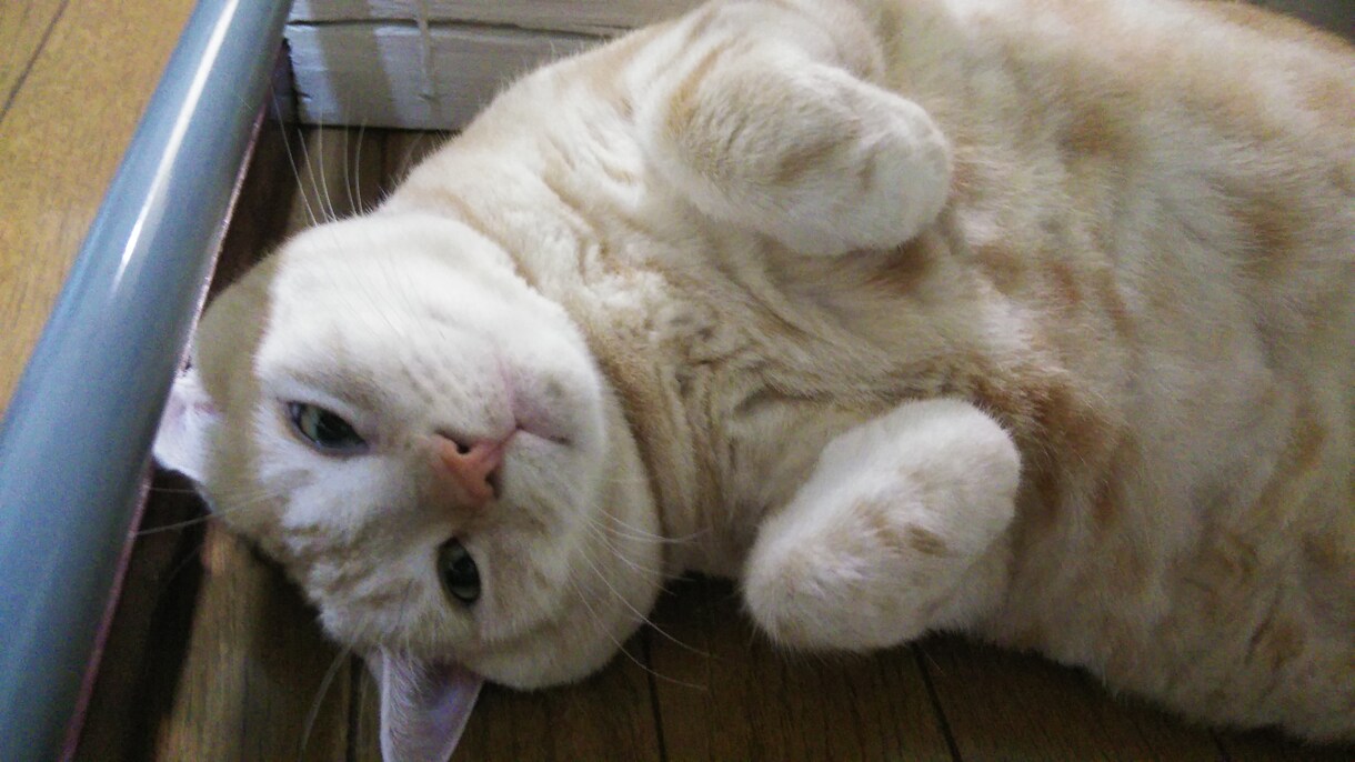 猫サロン。猫と遊んだり、猫との生活を色々知れます リモートでアメリカンショートヘアとひとときを過ごしませんか イメージ4