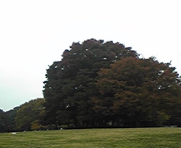 世間話からお悩み相談まで承ります *。＊☆あなたのココロのゴミ箱、１分だけでもどうぞ☆＊。* イメージ2