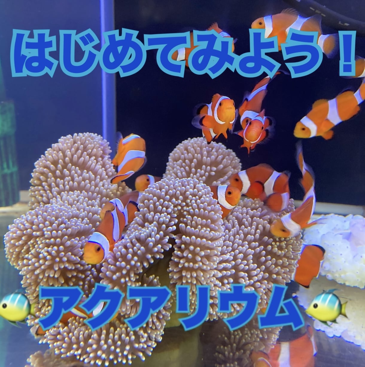 アクアリウムの始め方、1から楽しくお伝えします アクアリウム？お魚？水草？やってみたいけど、困ってる方へ♪ イメージ1