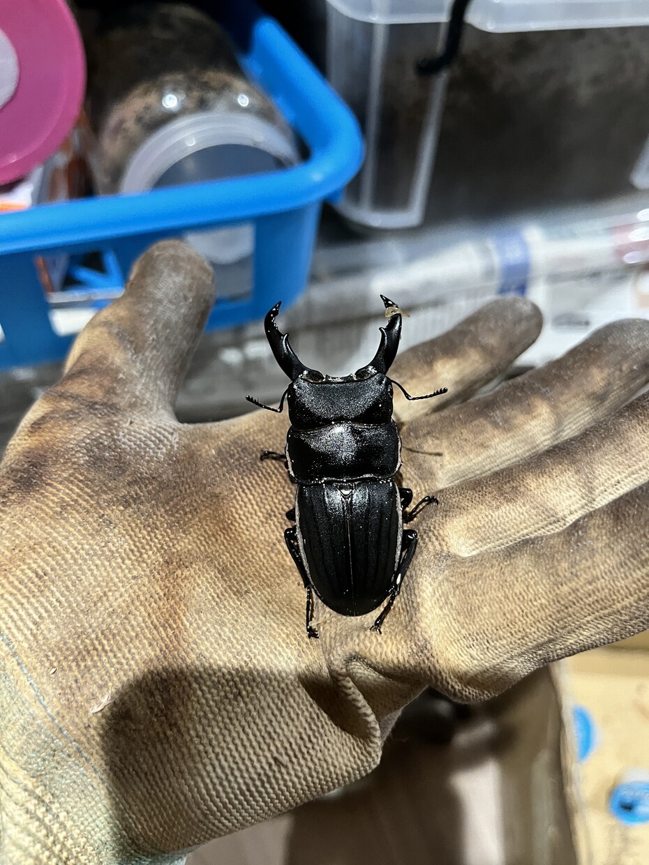 国内外のクワガタカブト虫の飼育、採集方法教えます クワガタカブトムシのことなら任せてください。 イメージ3