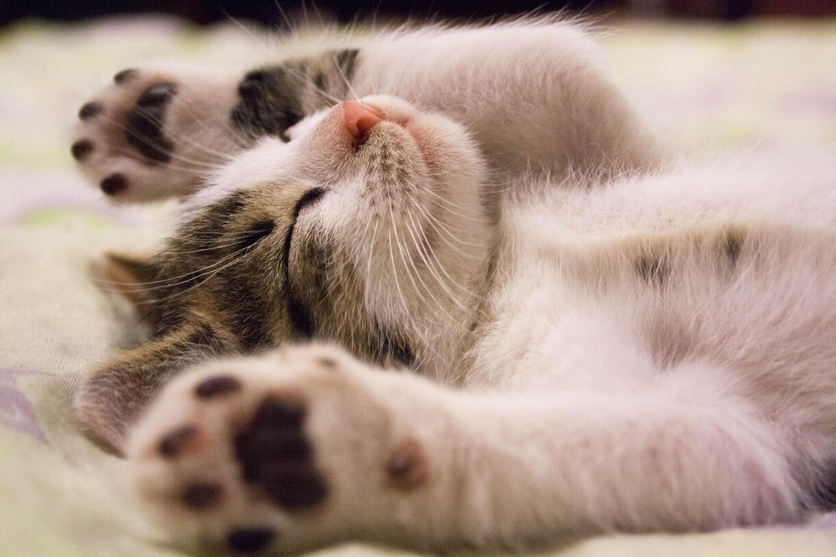 動物さんのお気持ちをお訊きします 動物さんとの愛の繋がりをさらに深めるお手伝いをします。 イメージ2