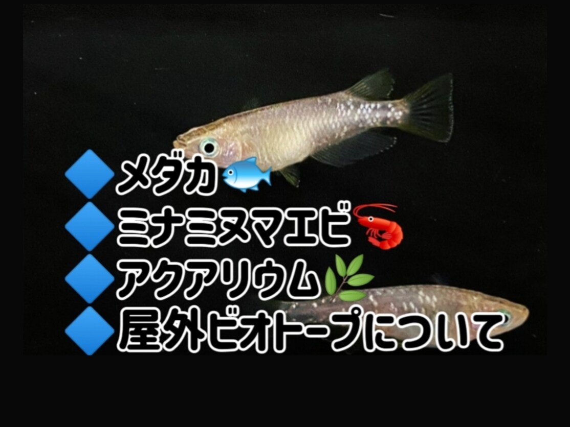 メダカ/ミナミヌマエビ飼育初心者主婦がお聞きします おうち時間の癒し⭐メダカ/ミナミヌマエビ/飼育お話聞かせて♪ イメージ1
