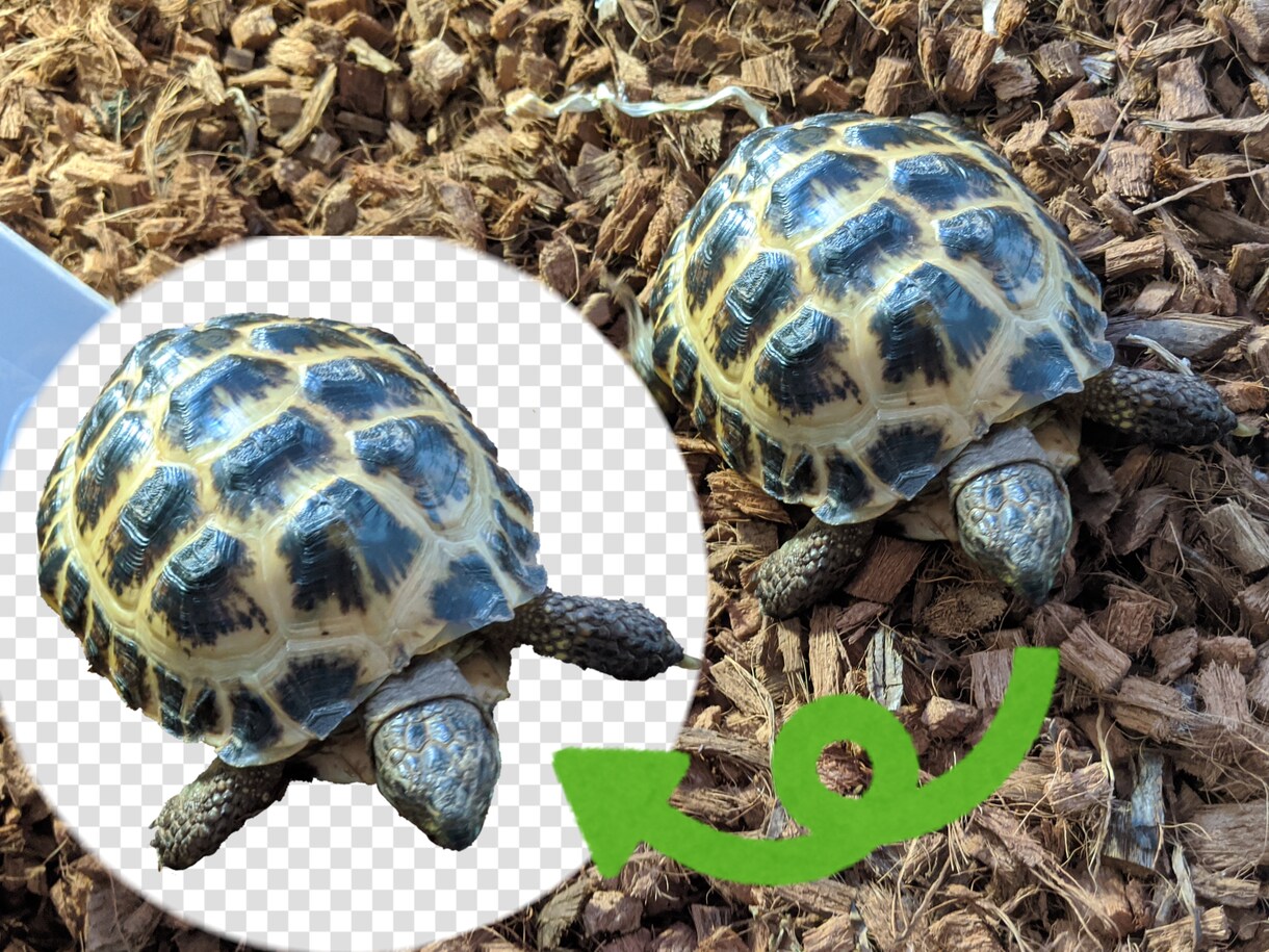 何でも可!10枚の画像を切り抜きます 写真もイラストも可!細かくてもおまかせを! イメージ1