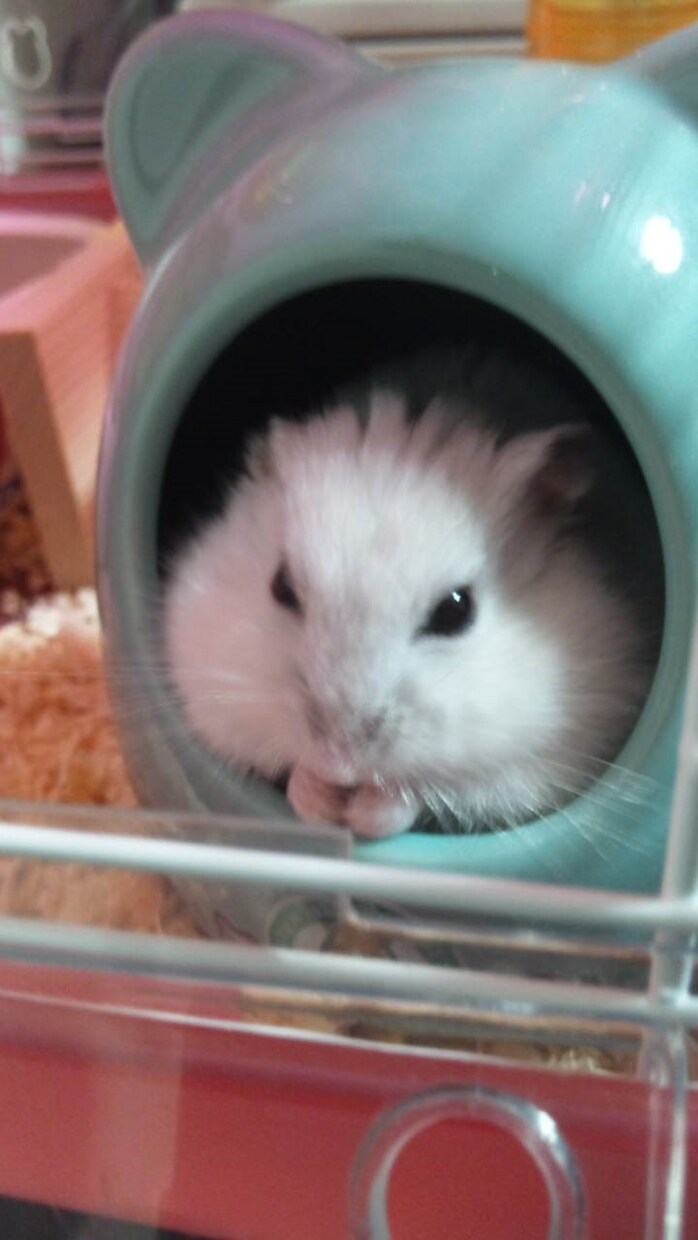 ハムスターの飼育方法、病気など相談受け付けます イメージ1