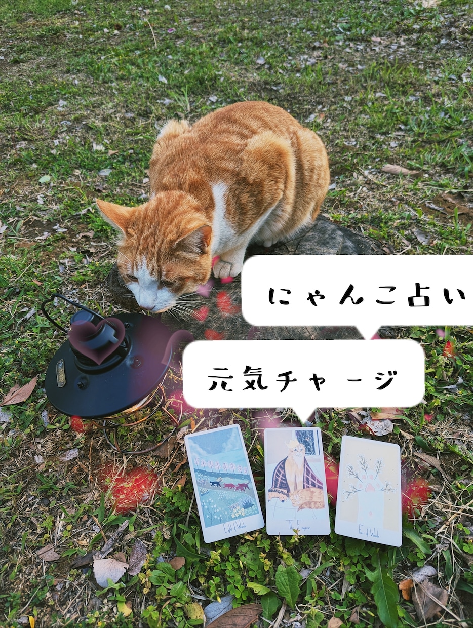 にゃんこが占いで落ち込んだあなたを励まします にゃんこの癒しとタロットで、心に元気を イメージ1