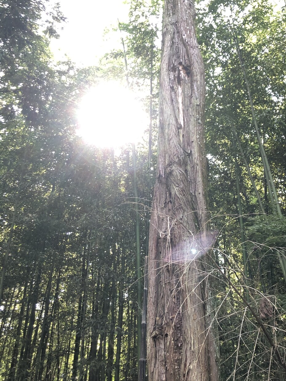 あなたのエネルギーをリーディングします 必要なメッセージをガイドを通してお伝えしていきます。 イメージ1