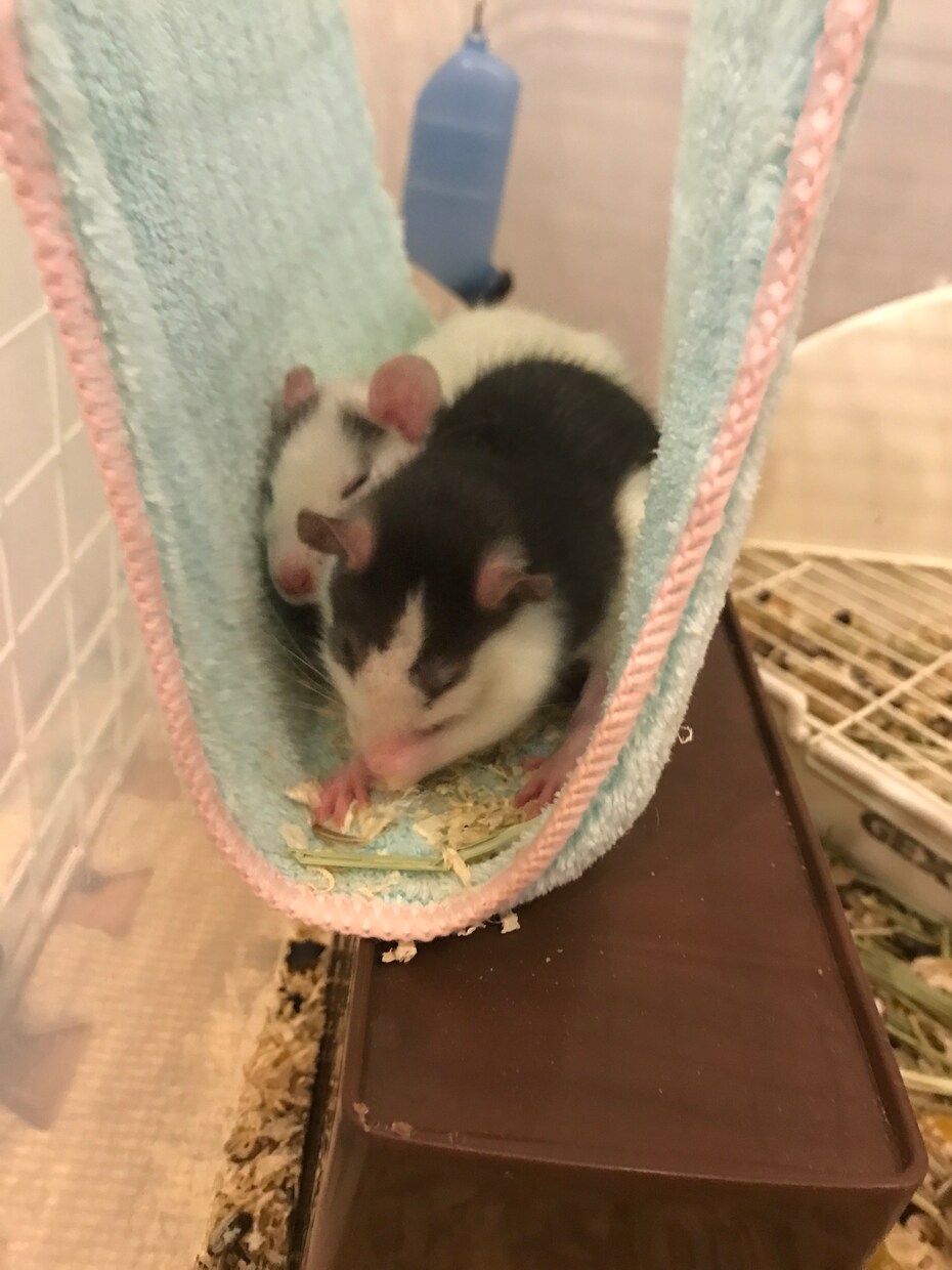 動物に関するあらゆるご相談承ります ご自分のペットの悩みや飼い方をご相談下さい☆ イメージ1