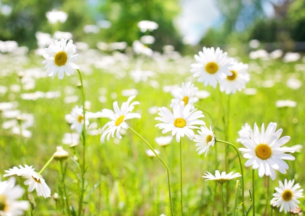 花束をもらった！お花屋さんの切り花名前答えます 元花屋＊花って調べようがない…お答えします！ イメージ1