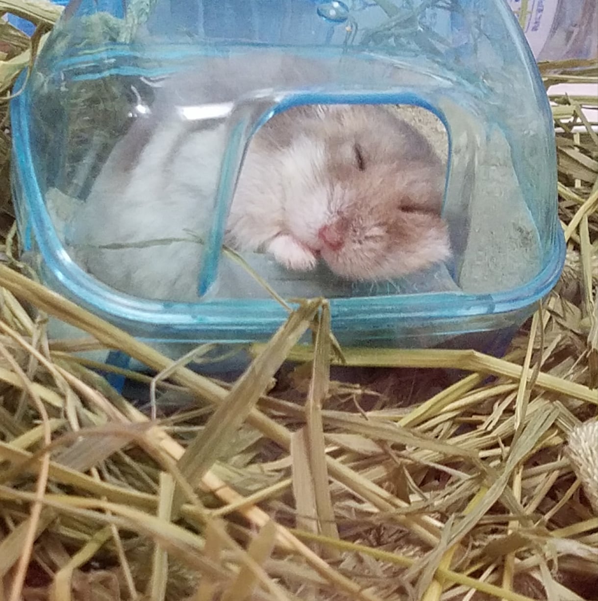 電話でお話しませんか❁*.ﾟなんでも聞きます ちょっとでも元気になれるように、癒しになります︎و* イメージ7