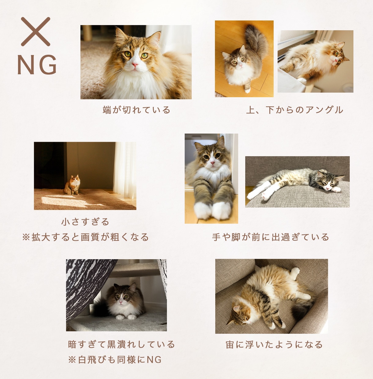 大切なペットと作る♪世界で一つの婚姻届を作成します お名前＋入籍日＋ペット写真入り＊選べるデザイン イメージ9