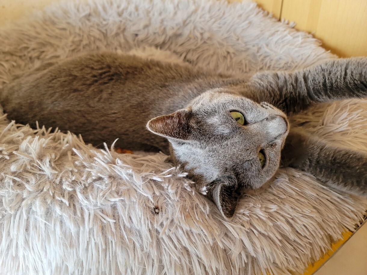 猫ちゃんに関する悩みや相談のります ・猫ちゃんの飼い方・多頭飼育の方法・初めて猫ちゃんを飼う イメージ2