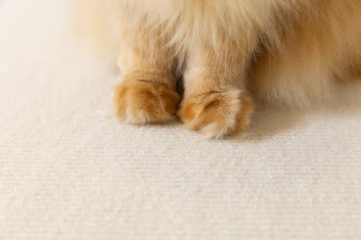 猫用商品撮影｜売れる広告写真撮影します プロ歴18年×猫歴20匹で高品質撮影 イメージ5
