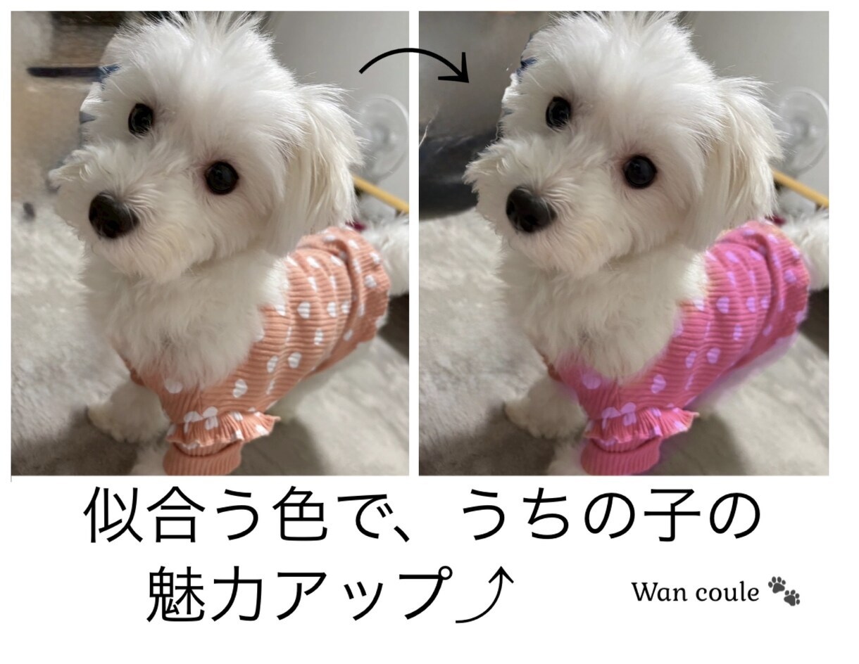 ペット（犬専門）パーソナルカラー診断します 犬パーソナルカラー診断の資格者が愛犬の魅力を色で引き出します イメージ4
