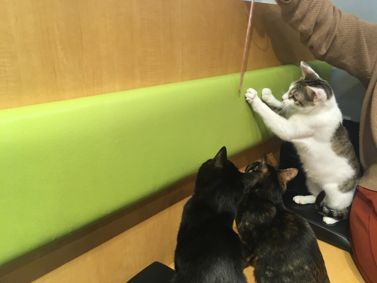 猫じゃらしの極意あり。伝授します じゃらそう、遊ぼう、楽しもう！猫ちゃんとあなたに新しい刺激を イメージ1