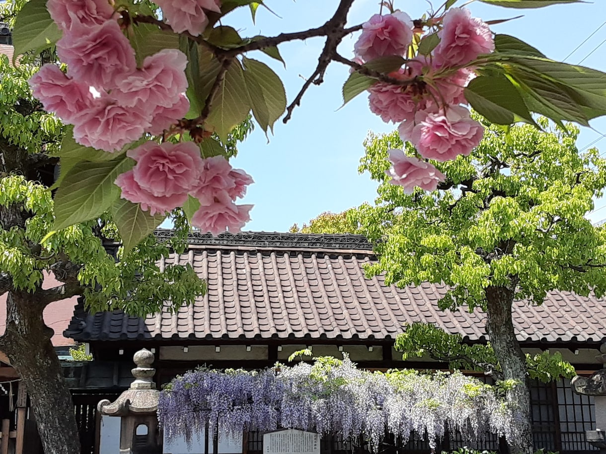 京都のお出かけをより快適に楽しくし提案します 京都好きな方への京都の魅力情報を案内 イメージ3