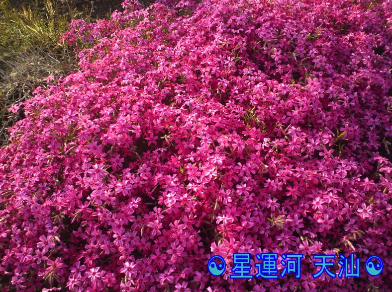 もう苦しまないで！あなたのお悩みを易占で鑑定します もうどうか1人きりで悩まないで下さい☯絶望苦難困難を通話鑑定 イメージ9