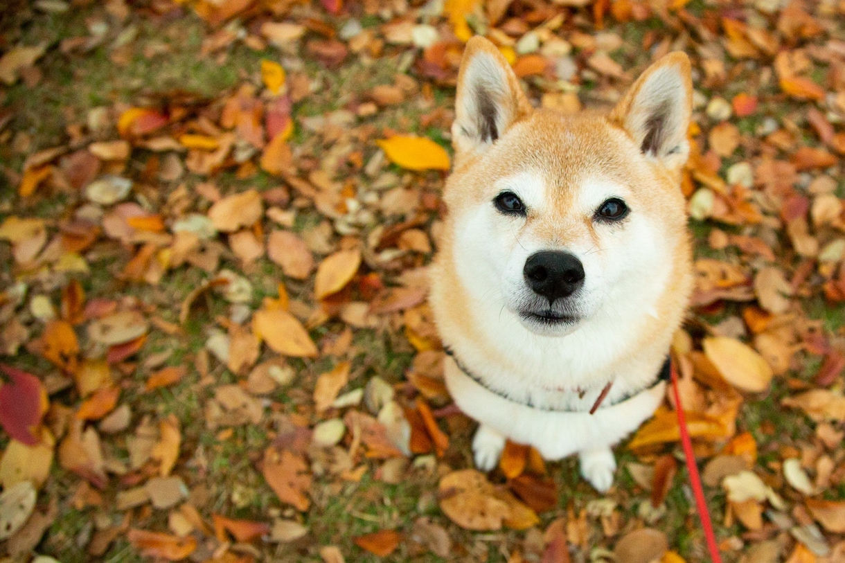 愛犬写真撮影のコツ、撮影機材のご相談を承ります 高性能なカメラでいつまでも笑顔になれる写真づくりのお手伝い イメージ2