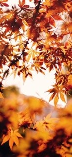 労務管理士なので仕事の事聞きます 会社で理不尽な事されたり言われたり法的にどうなのに答えます イメージ1