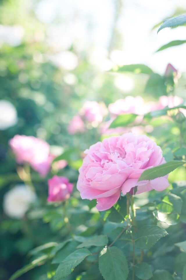 救◆◇八◇◆導“超絶≪縁結び≫儀式”行います ◇良縁・縁結びに専念◇この二つに特化した超強力儀式で恋愛成就 イメージ9