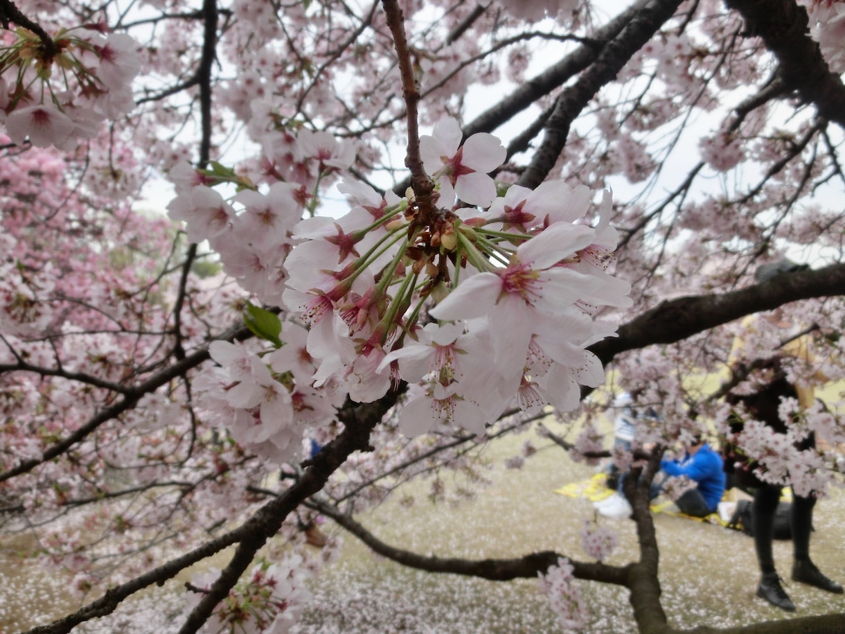 下克上受験の桜葉学園合格へのテクニック教えます 中学受験中のお子さんを持つ方へ イメージ2