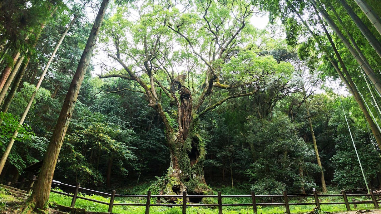 八百万神と共に貴方の悩みを解決へと導きます 無数の神々と共に貴方の悩みを解決します。 イメージ2