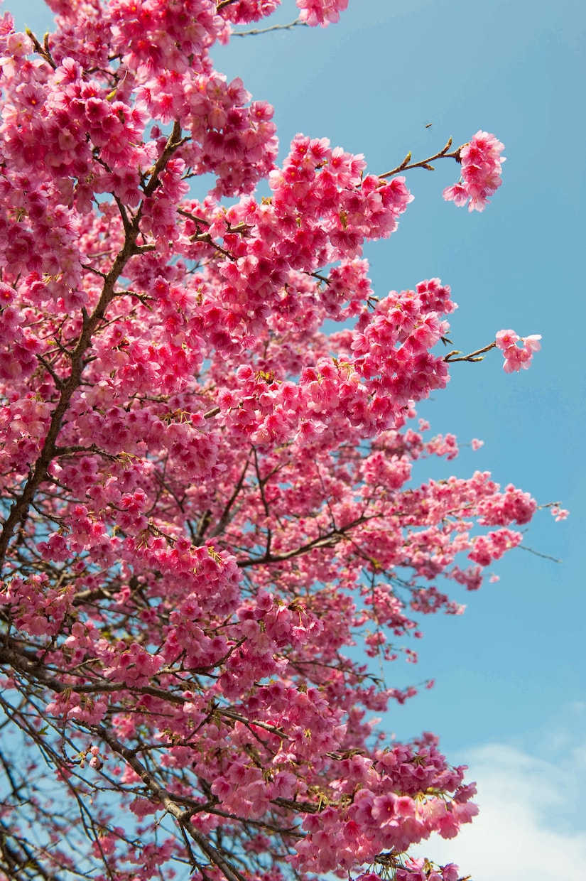 桜の写真を提供いたします 沖縄に咲く桜（ソメイヨシノ）と空のコラボレーション イメージ3