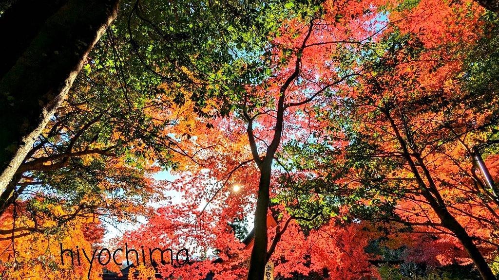 ゆるくふわふわ、ときどき山椒でお話しお聴きします 京女・コンサルタントが０〜から１００まで受けとめ！ イメージ5