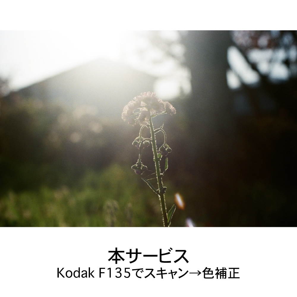 35mmネガ・写ルンですをスマホ用にデータ化します フィルム専用スキャナでスキャン/1コマずつ色味調整 イメージ7