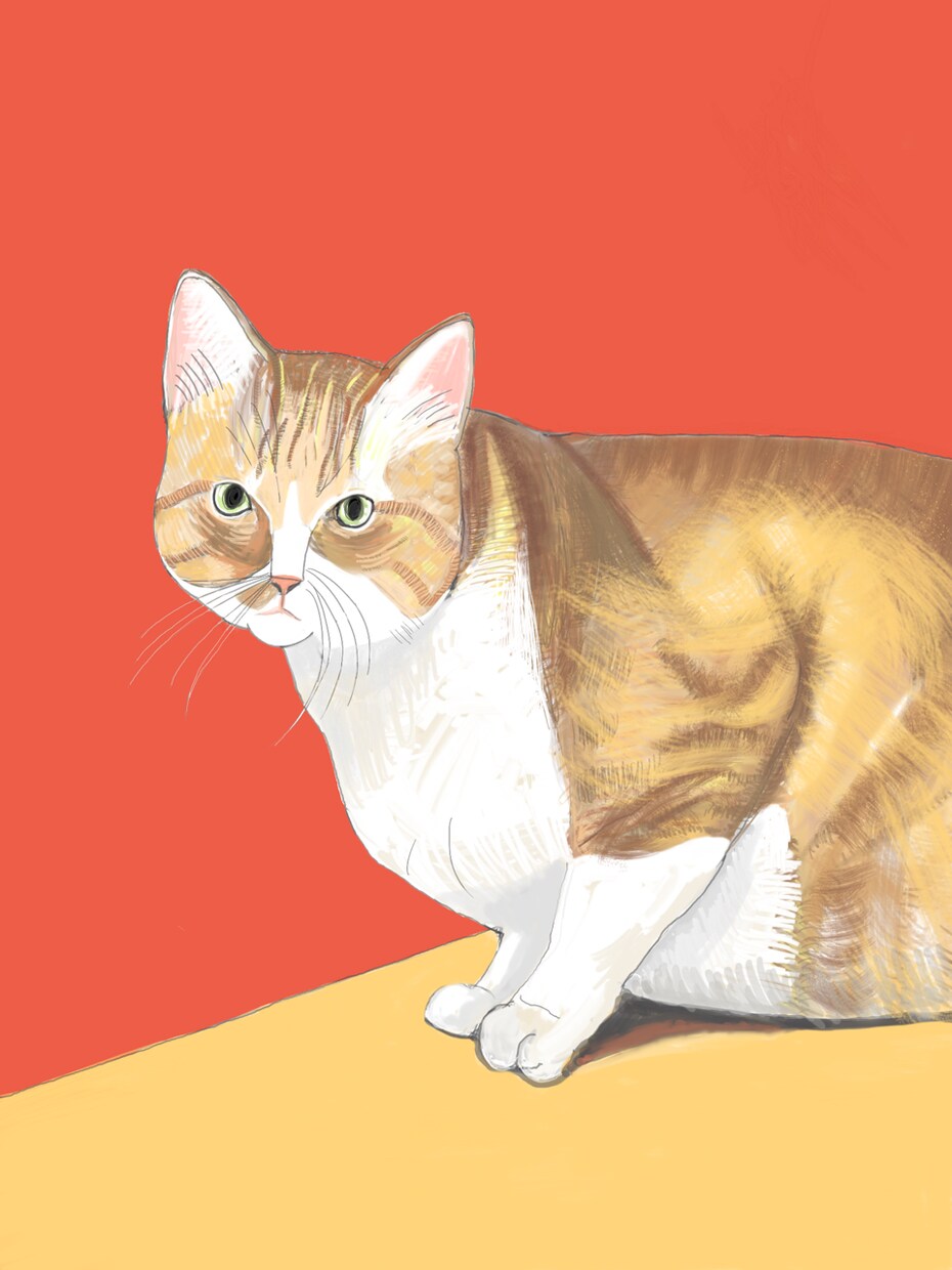 ペットのイラストを描きます 犬・猫・小鳥などあなたのペットをおしゃれに描きます イメージ4