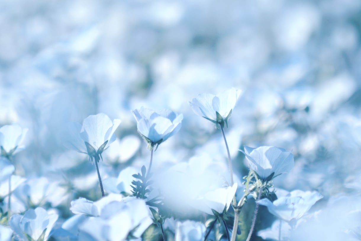 写真を提供いたします ブログやコラム記事などで写真素材が必要な方へ。 イメージ1