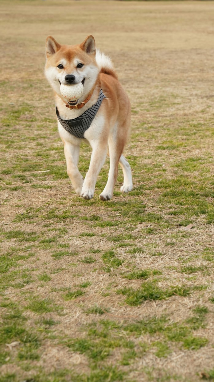 ペットだって家族の一員。寂しい気持ち全部聞きます 寂しい、辛い！毎日癒してくれた存在が居ない辛さ、わかります！ イメージ9