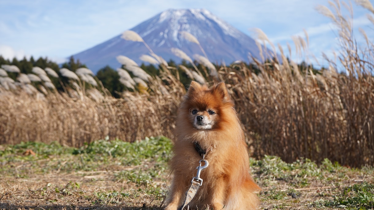 全画像納品！愛犬との家族写真撮影します 愛するわんちゃんとの思い出を残しませんか？ イメージ5