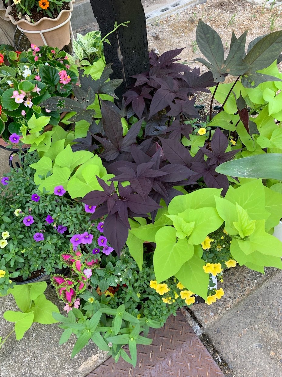 作れない方貴方の代わりに寄せ植えを作ります お庭や玄関を寄せ植えで華やかにしませんか。 イメージ6